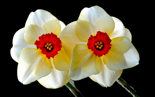 Обои картинки фото цветы, нарциссы, макро, лепестки, краски, нарцис