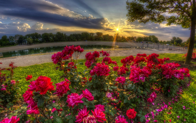 Обои картинки фото цветы, розы, розарий