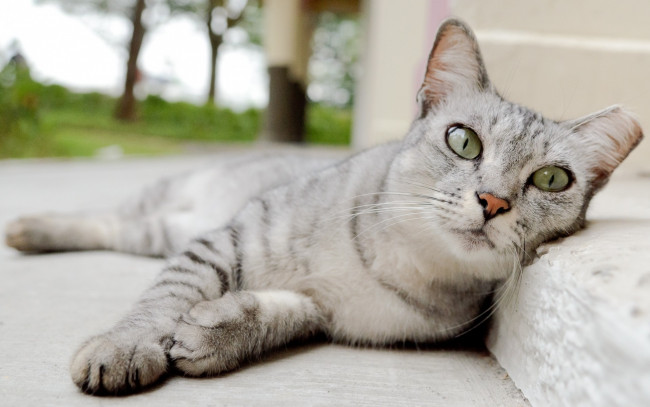 Обои картинки фото кот, животные, коты