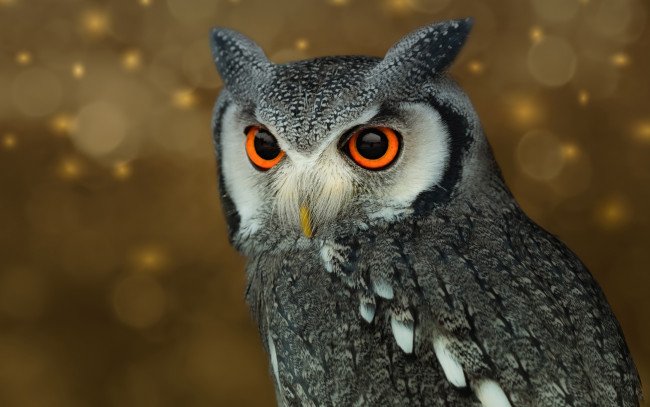 Обои картинки фото животные, совы, сова, фон, перья, птица