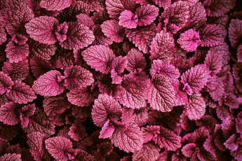 Картинка природа листья вечер подсветка