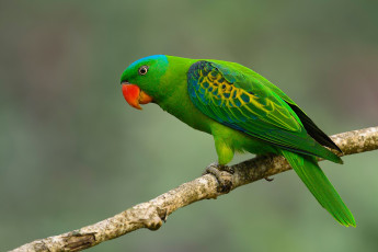 Картинка животные попугаи попугай