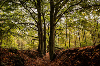 Картинка природа лес простор