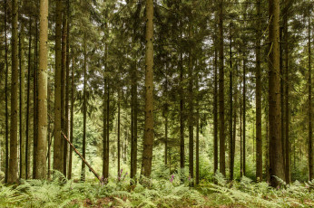 Картинка природа лес простор