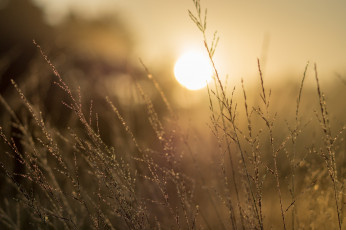 Картинка природа макро трава