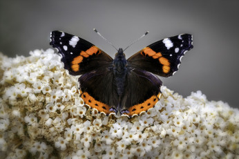 Картинка животные бабочки +мотыльки +моли бабочка