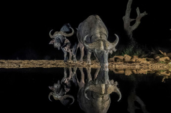 Картинка животные коровы +буйволы водопой