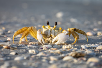 Картинка животные крабы +раки крабик