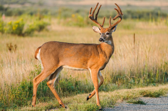 Картинка животные олени рогач