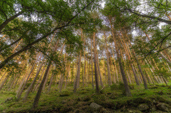 Картинка природа лес простор