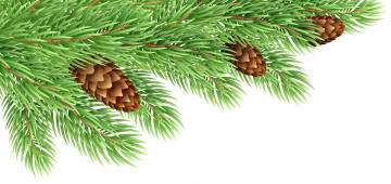 Картинка праздничные векторная+графика+ новый+год шишки ветка