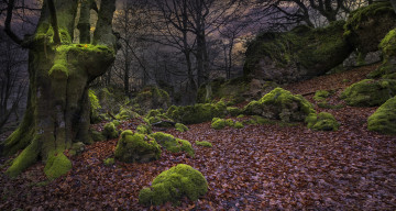 Картинка природа лес дерево осень