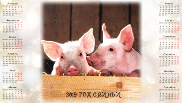 Картинка календари праздники +салюты свинья поросенок