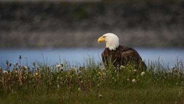 Картинка животные птицы+-+хищники орел поза природа цветы взгляд трава птица фон река