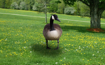 Картинка животные гуси трава гусь