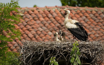 обоя животные, аисты, гнездо