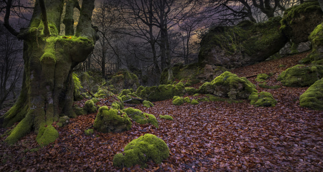 Обои картинки фото природа, лес, дерево, осень