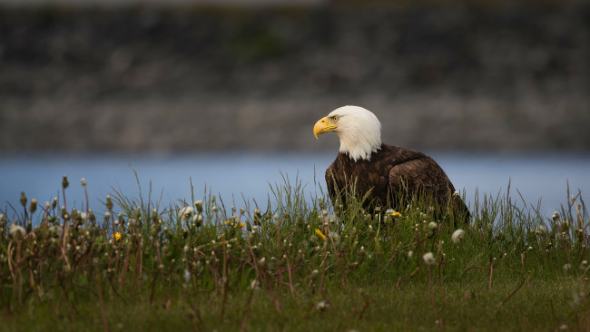 Обои картинки фото животные, птицы - хищники, орел, поза, природа, цветы, взгляд, трава, птица, фон, река