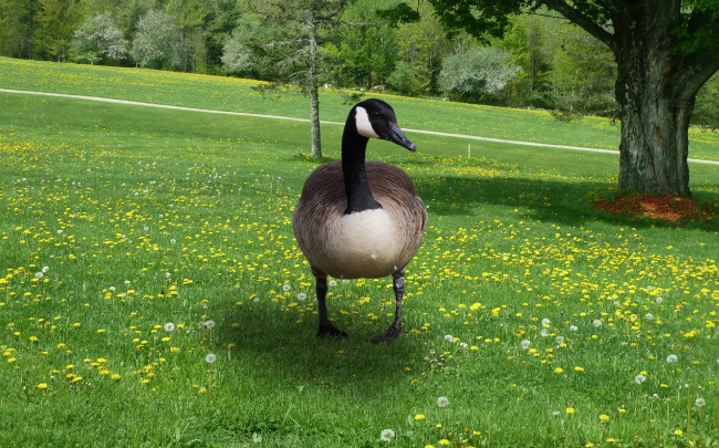 Обои картинки фото животные, гуси, трава, гусь