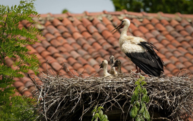 Обои картинки фото животные, аисты, гнездо