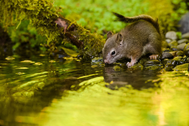 Обои картинки фото животные, белки, бельчонок, водопой