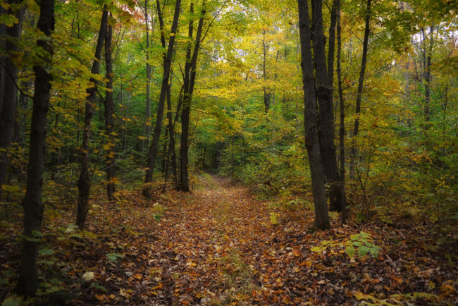 Обои картинки фото природа, лес, листопад, осень