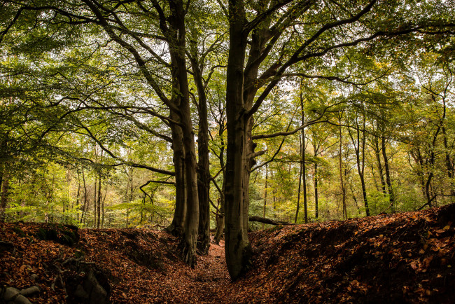 Обои картинки фото природа, лес, простор