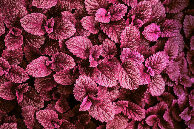 Обои картинки фото природа, листья, вечер, подсветка