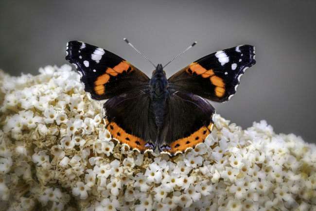 Обои картинки фото животные, бабочки,  мотыльки,  моли, бабочка