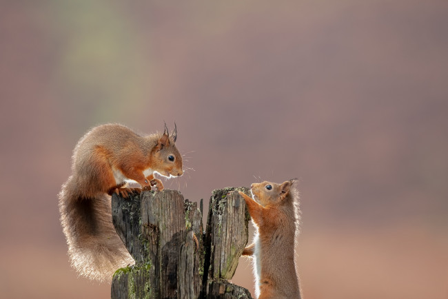 Обои картинки фото животные, белки, фон, коряга, рыжие, парочка