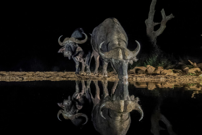 Обои картинки фото животные, коровы,  буйволы, водопой