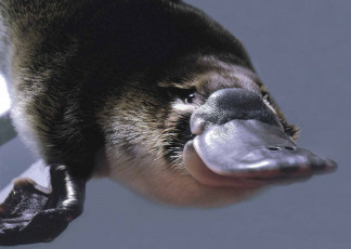 Картинка утконос животные утконосы мех хордовые млекопитающие утконосовые однопроходные