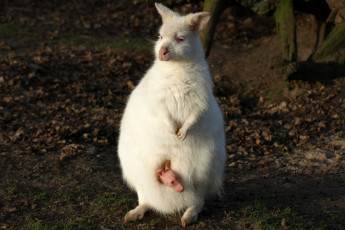 Картинка кенгуру+альбинос+с+детёнышем животные кенгуру хордовые детёныш альбинос млекопитающие сумчатые сумка белый