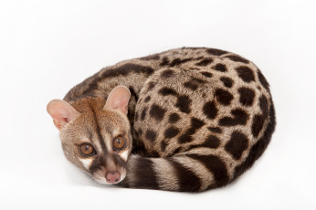 Картинка генета животные генеты genetta хордовые хищные млекопитающие виверровые