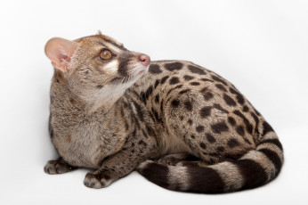 Картинка генета животные генеты genetta хордовые хищные млекопитающие виверровые