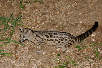 Картинка генета животные генеты genetta хордовые хищные млекопитающие виверровые