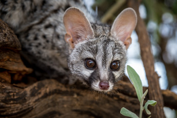 Картинка генета животные генеты genetta хордовые хищные млекопитающие виверровые