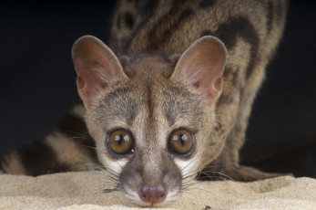Картинка генета животные генеты genetta хордовые хищные млекопитающие виверровые