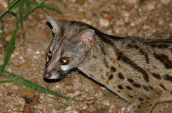 Картинка генета животные генеты genetta хордовые хищные млекопитающие виверровые