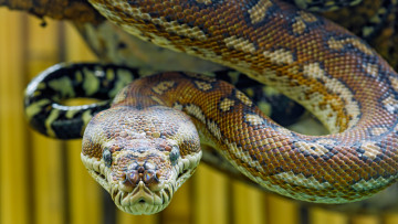 Картинка животные змеи +питоны +кобры питон