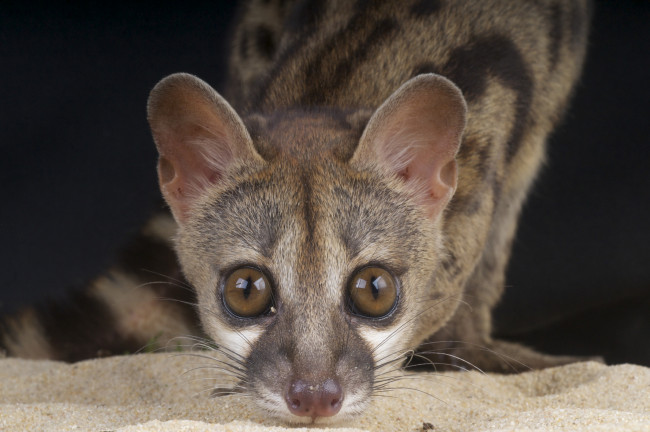 Обои картинки фото генета, животные, генеты, genetta, хордовые, хищные, млекопитающие, виверровые