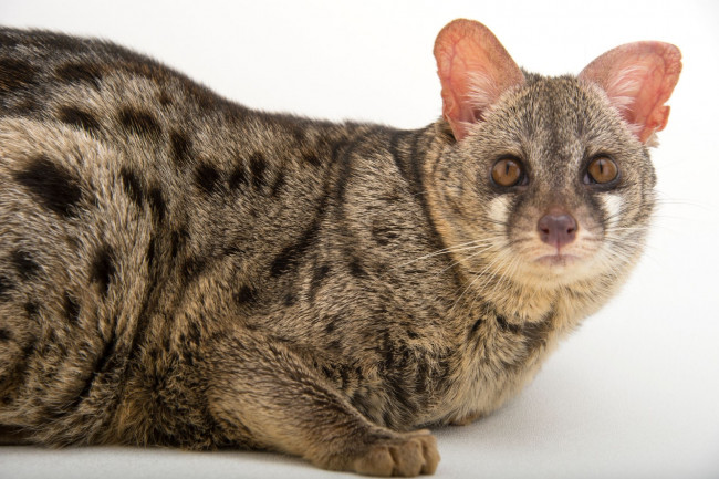 Обои картинки фото генета, животные, генеты, genetta, хордовые, хищные, млекопитающие, виверровые