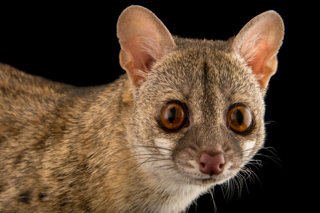 Обои картинки фото генета, животные, генеты, genetta, хордовые, хищные, млекопитающие, виверровые