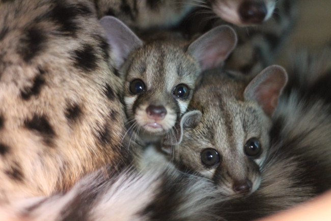 Обои картинки фото генета, животные, генеты, genetta, хордовые, хищные, млекопитающие, виверровые