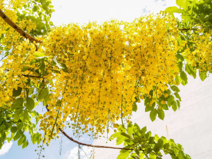 Картинка кассия+трубчатая cassia+fistula цветы кассия трубчатая cassia fistula