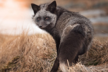 Картинка чернобурая+лисица животные лисы чернобурая лисица black fox чернобурка псовые лисицы млекопитающие мех пушнина чёрная лиса хищник