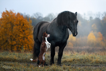 Картинка животные разные+вместе наталия поникарова