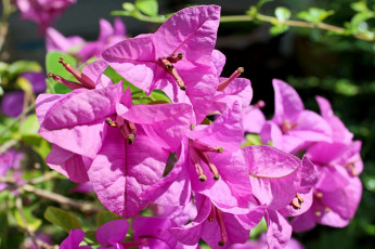 обоя цветы, бугенвиллея, розовый