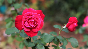 Картинка цветы розы куст бутоны