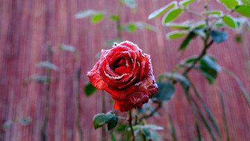 Картинка цветы розы куст роза иней